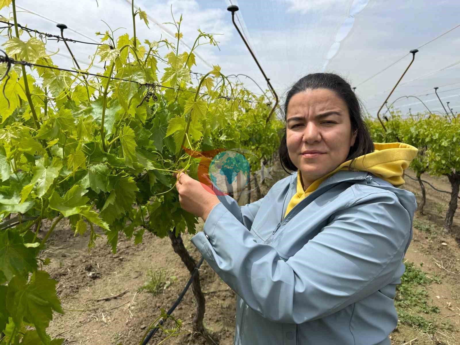 Laboratuvar Sonuçları Pestisitsizliği Onayladı: Manisa'dan Örnek Bir Başarı