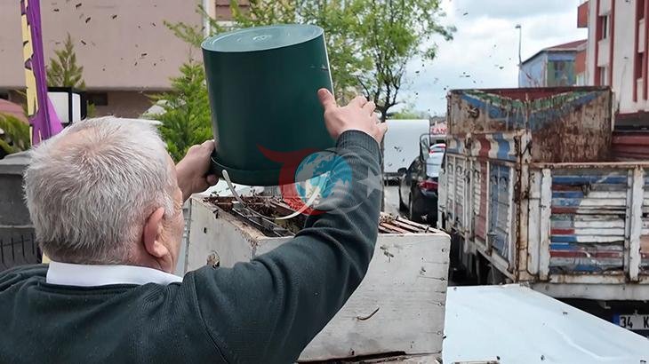 İstanbul'un Kalbinde Alışılmadık Bir Görüntü: Arı Kolonisi Heyecan Yarattı