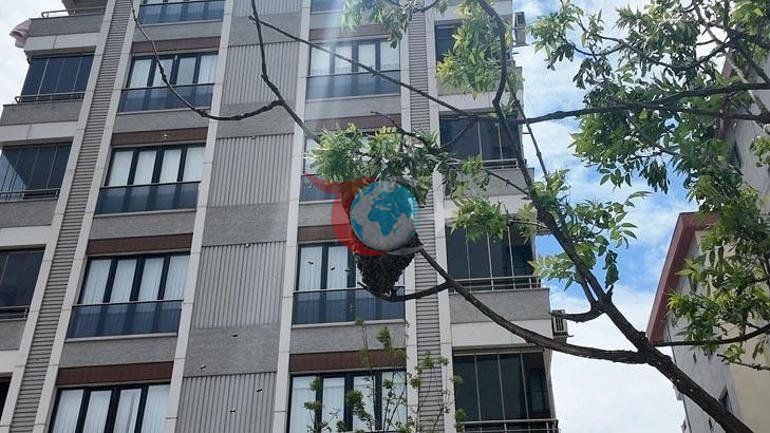 Şehrin göbeğinde şaşırtan manzara: İnsanlar korkuyor ama korkulacak bir şey yok