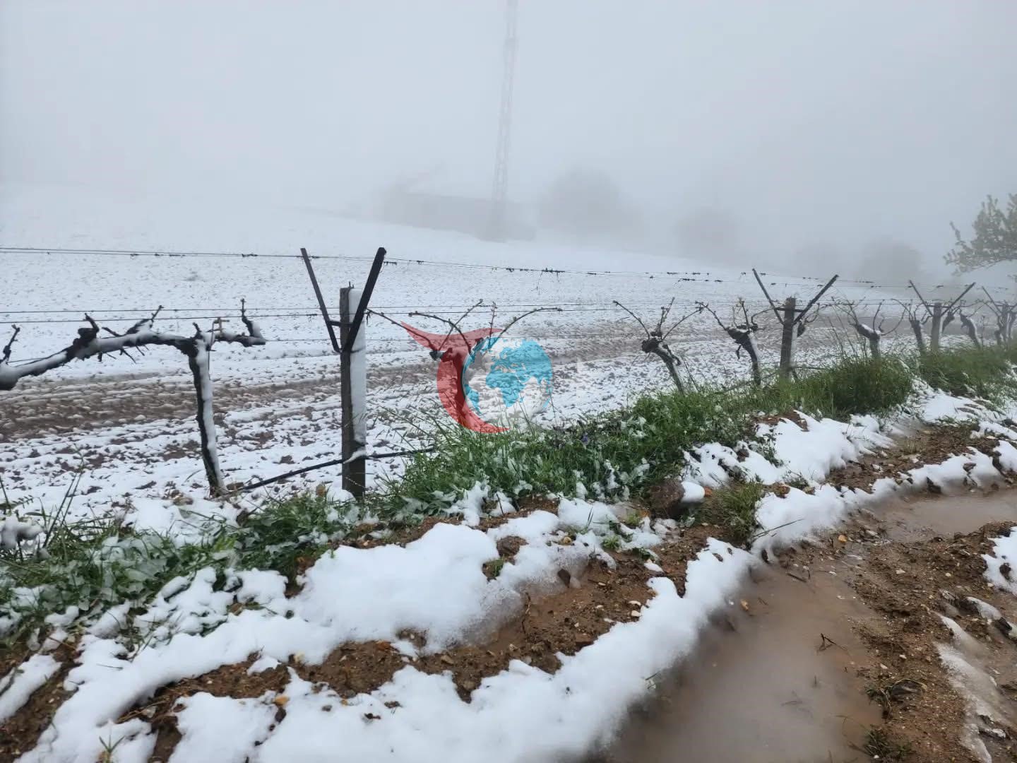 Ani Hava Değişiklikleri Sarıgöl'de Çiftçileri Zorluyor