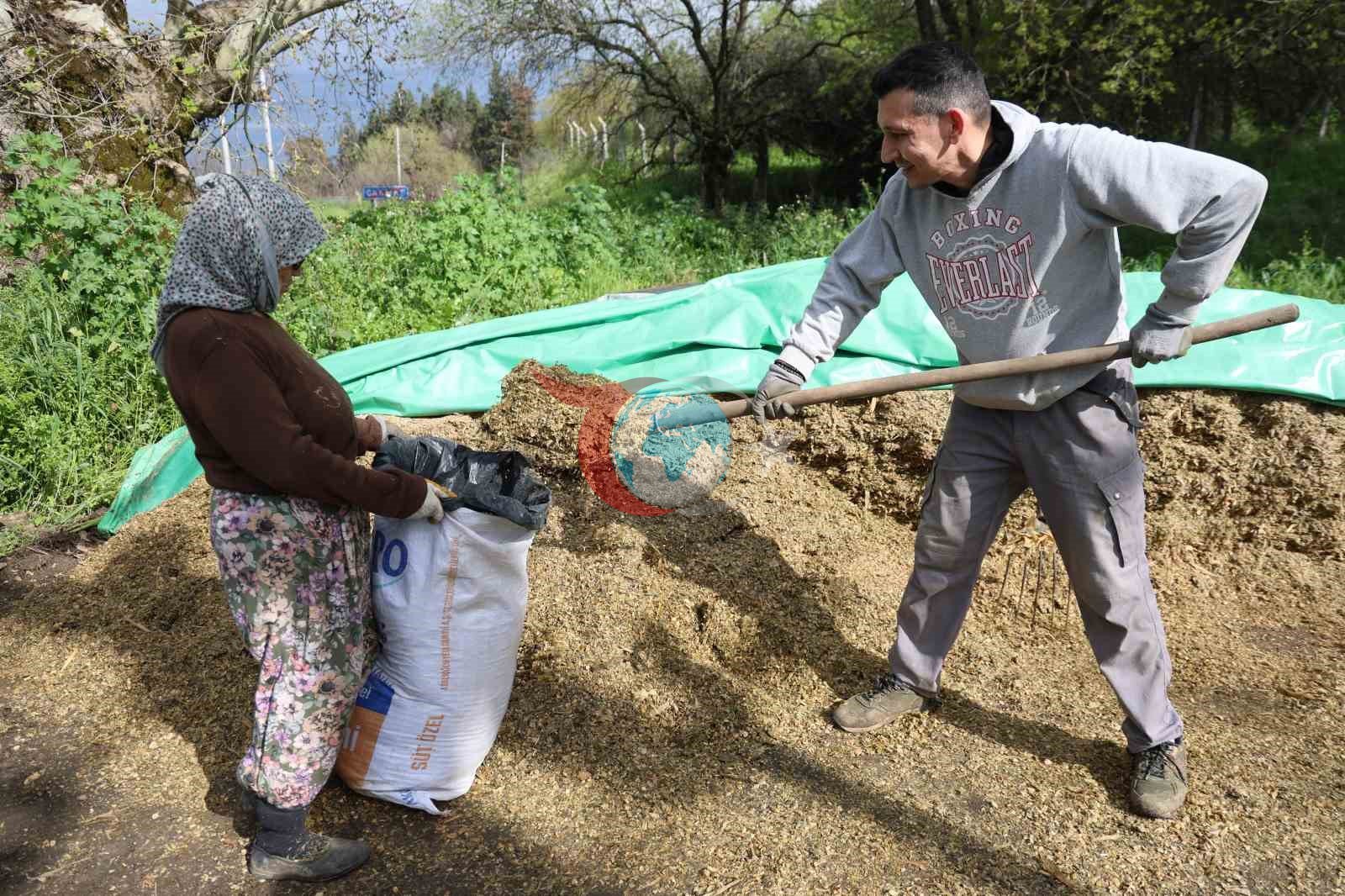 Aydın’da Bahar Yağmurları Hayvancılığı Canlandırdı