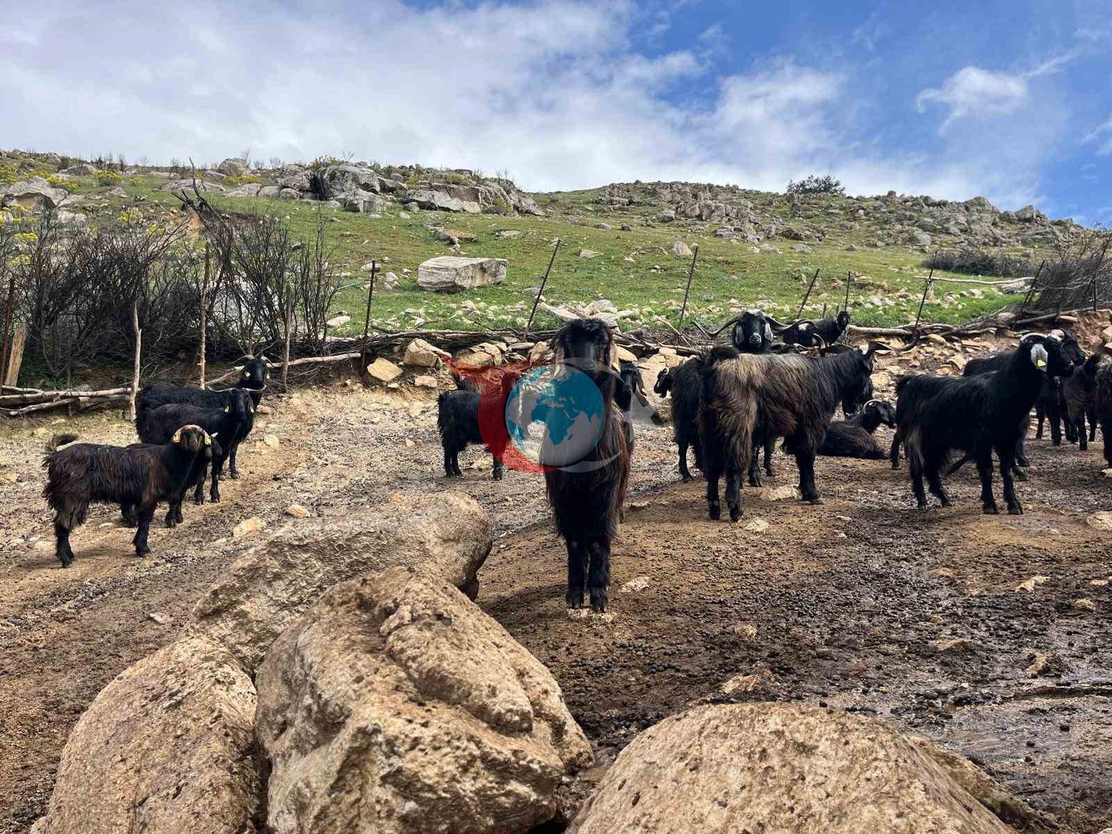 Denizli'de Küçükbaş Hayvancılığın Azalması Gençlerin İlgisizliğine Bağlanıyor