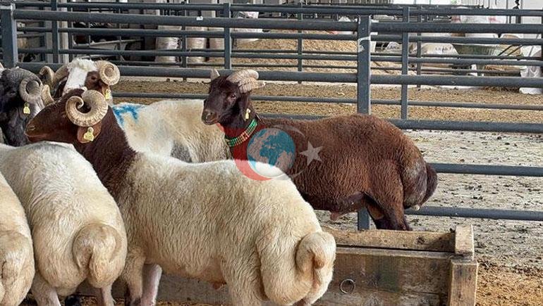 Annesi 6, kendisi 5 boynuzlu Kurban pazarının gözdesi kuzunun fiyatı dudak uçuklattı
