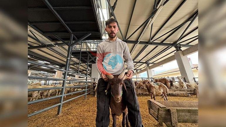 Annesi 6, kendisi 5 boynuzlu Kurban pazarının gözdesi kuzunun fiyatı dudak uçuklattı