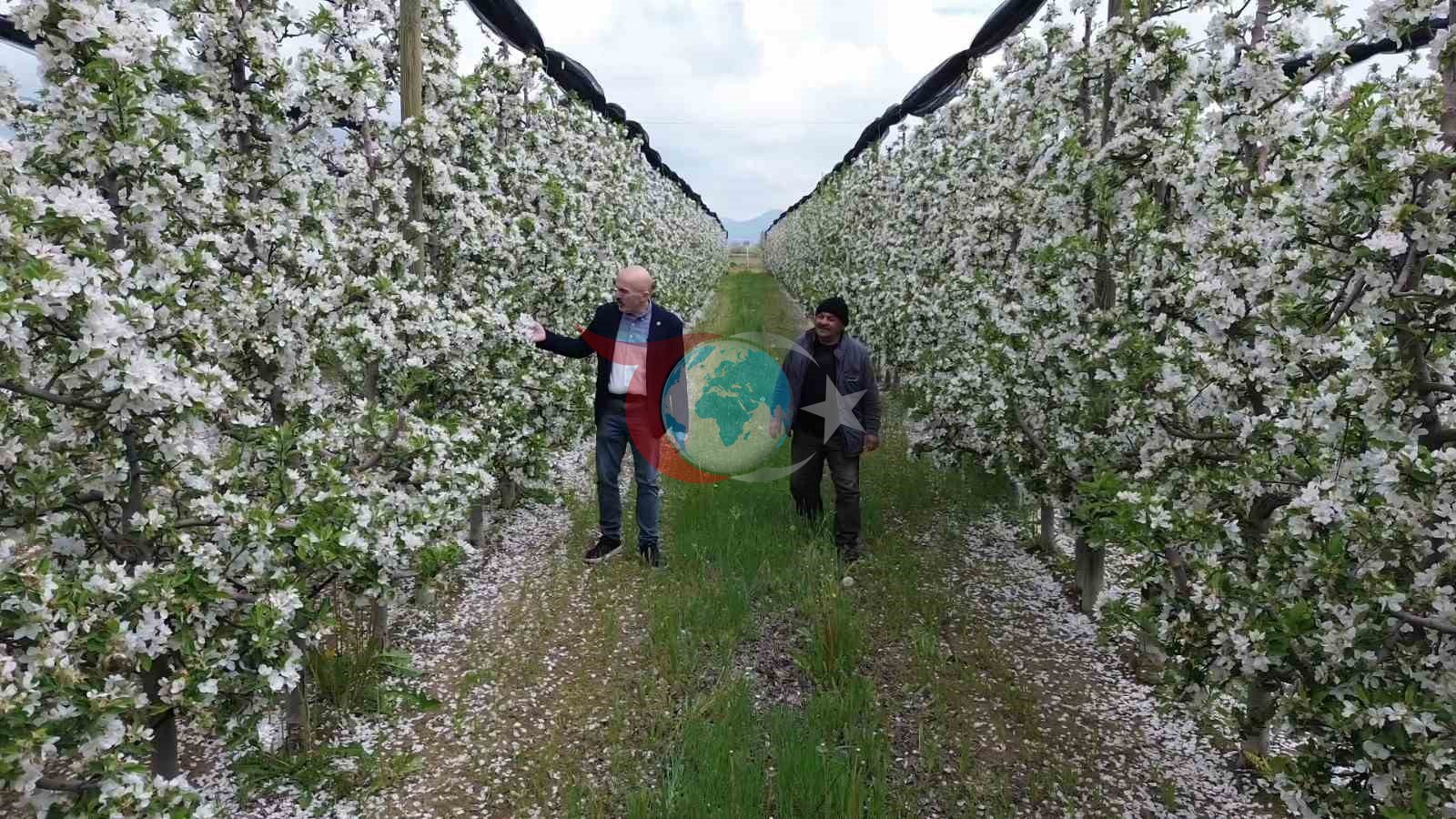 Karaman’da 16 milyon elma ağacı çiçek açarak gelinliğini giydi