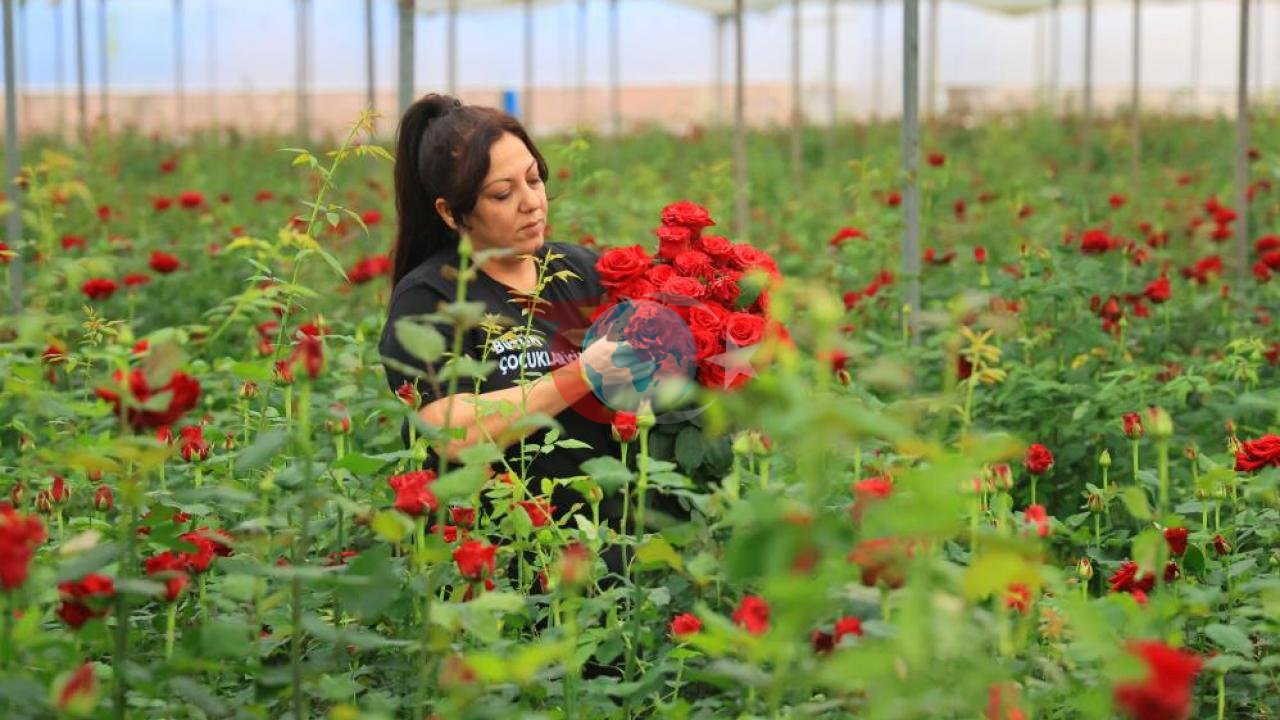 Anneler Günü Öncesi Gül Fiyatları Neden Yüksek?