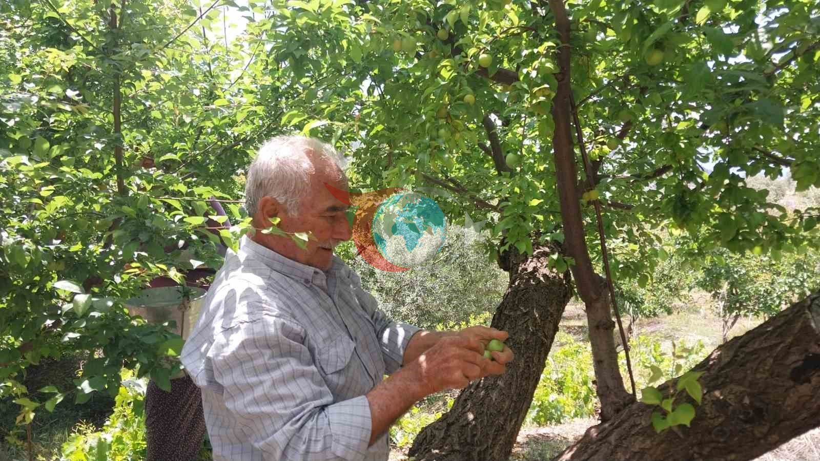 Rekor fiyatla başlayan erikte hasat yoğunlaştı: Kilosu 30-40 TL ile 170 TL arasında