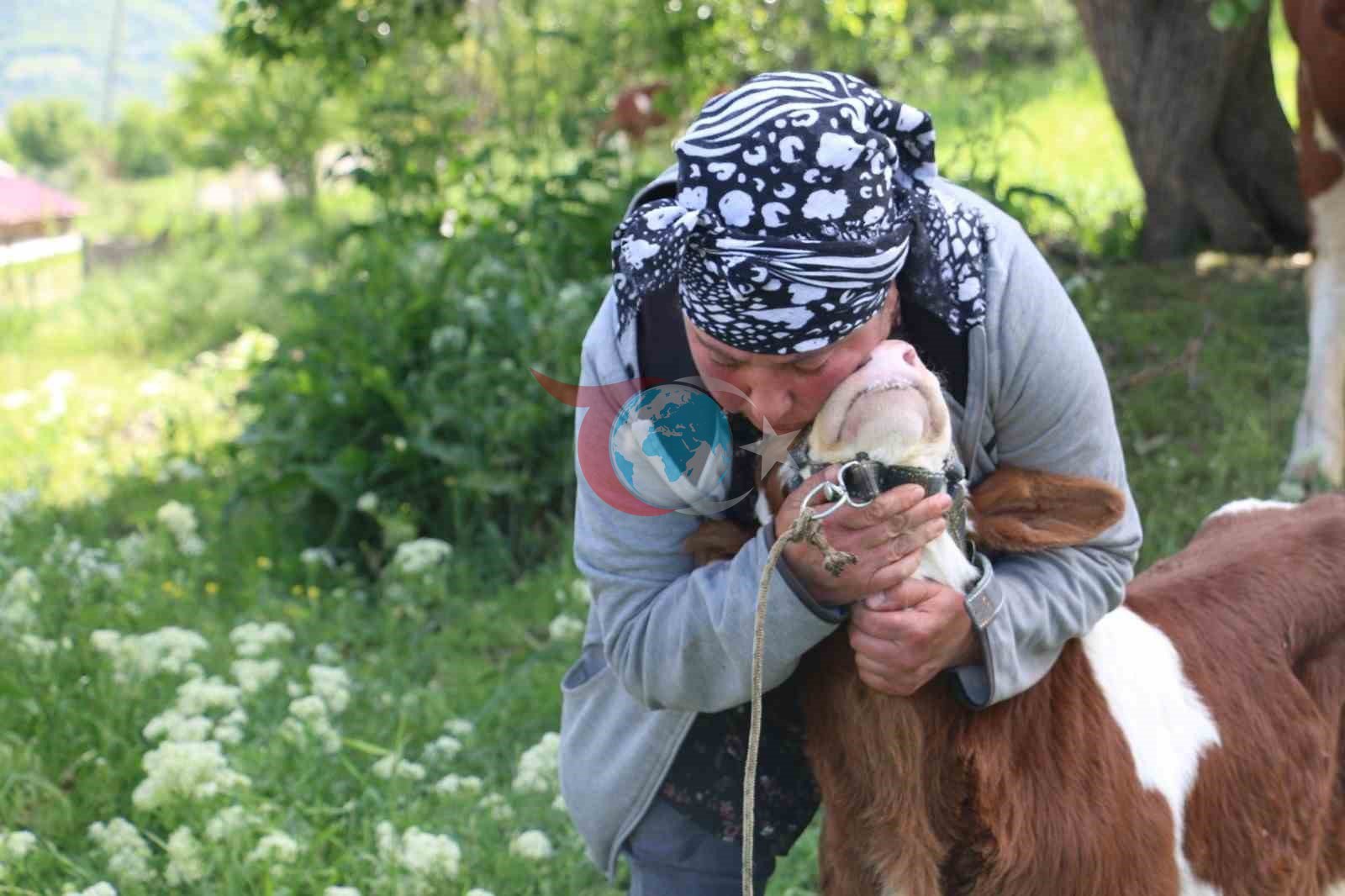 Üzümlü'de Gürcistanlı Gelin Hayvancılıkla Fark Yaratıyor