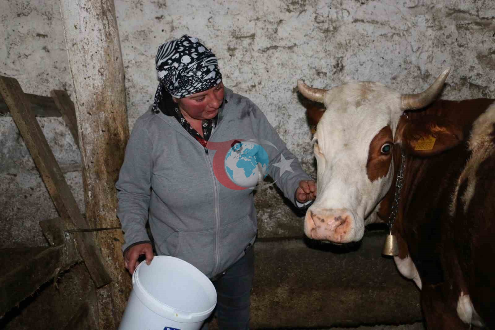 Üzümlü’de yabancı gelin hayvancılığa renk kattı