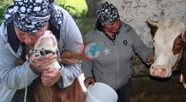 Gürcistan’dan Erzincan’a gelin geldi! Türkçeyi öğrendi, hayvancılığa başladı