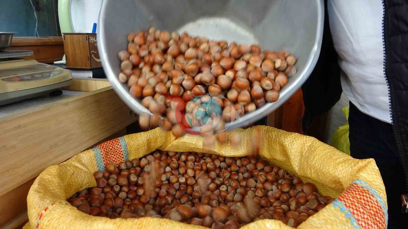 Düzce'den Avrupa'ya 4 Bin 452 Ton Fındık Gönderildi
