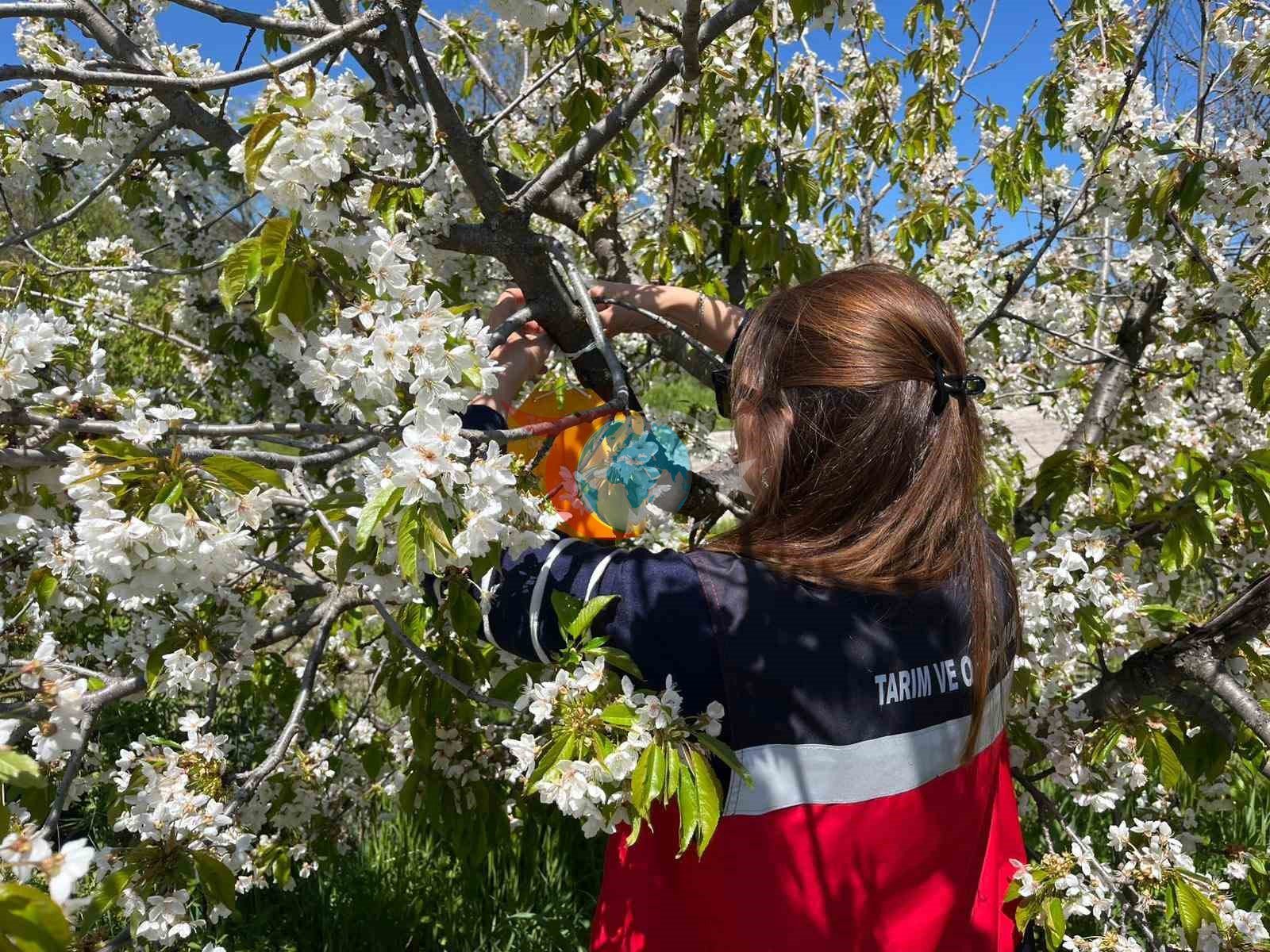 Şaphane'de Zararlı Sineklere Karşı Önlemler Artırıldı