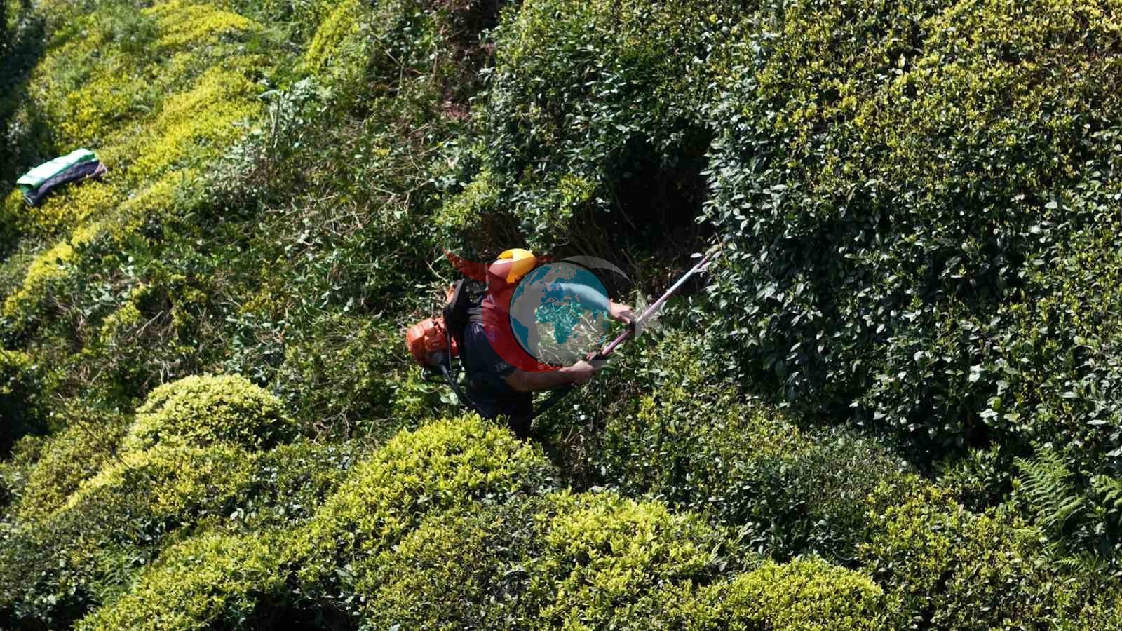 Yaş çay sezonuna sayılı günler kala üreticiler hazırlıklarını sürdürüyor