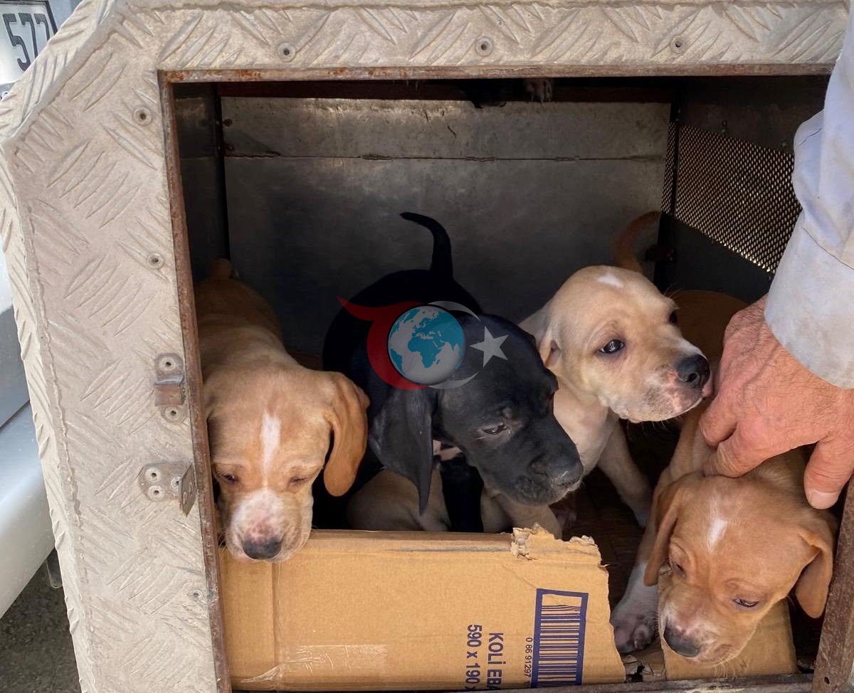 Emet’te sahipli kedi ve köpeklere mikroçip uygulaması, kimliklendirme ve pasaport tahsisi işlemleri
