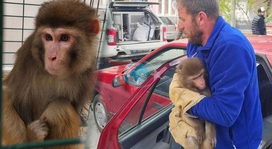 Yozgat'ta Köy Yolunda Rhesus Maymunu Heyecanı!