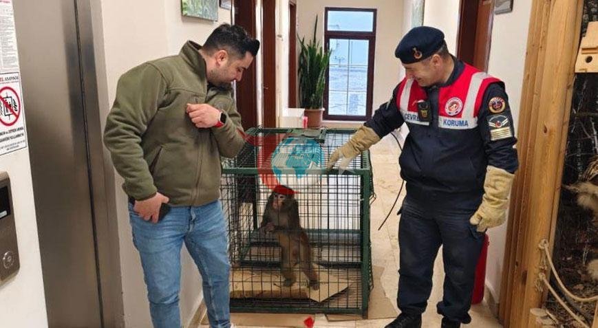 Köy yolunda büyük şok Rhesus maymunu Yozgat’ta ortaya çıktı