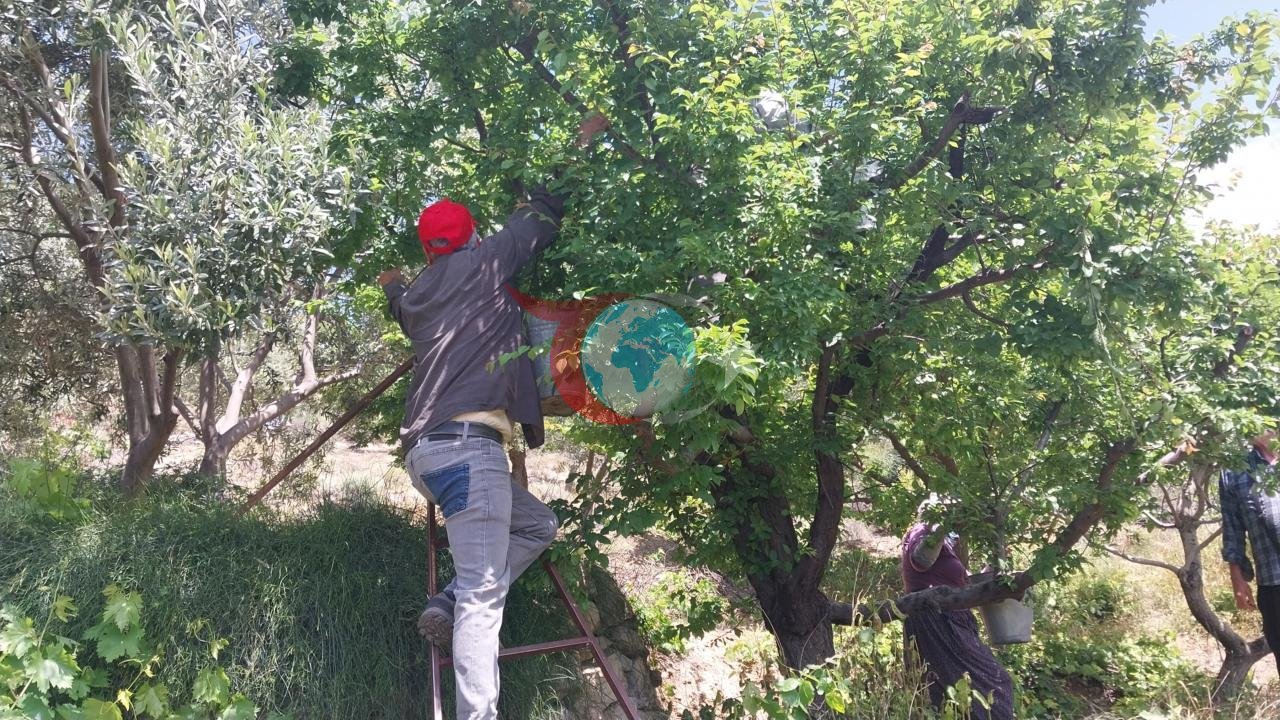 Mersin'de Erik Hasadı Başladı: Fiyatlar Düşüşte