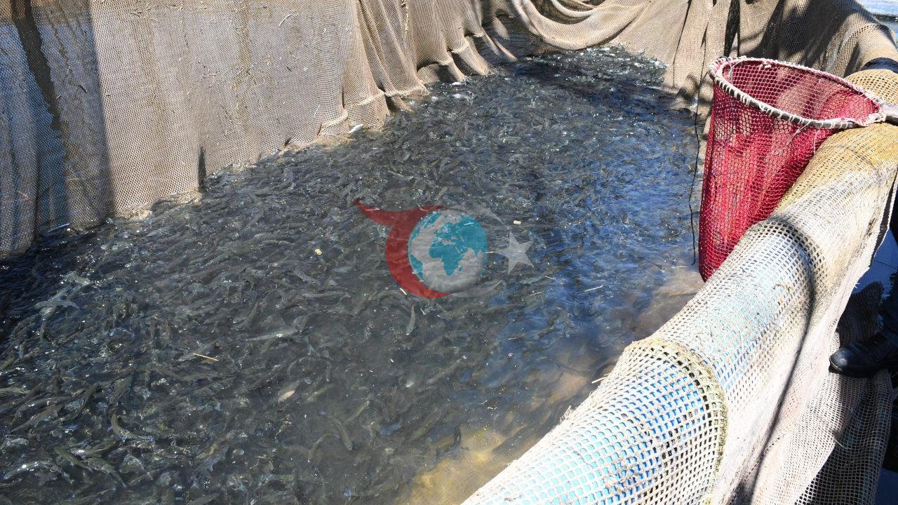 Karadeniz’e rakip çıktı: Bozkırın ortasında yetiştirip Avrupa'ya satıyorlar!