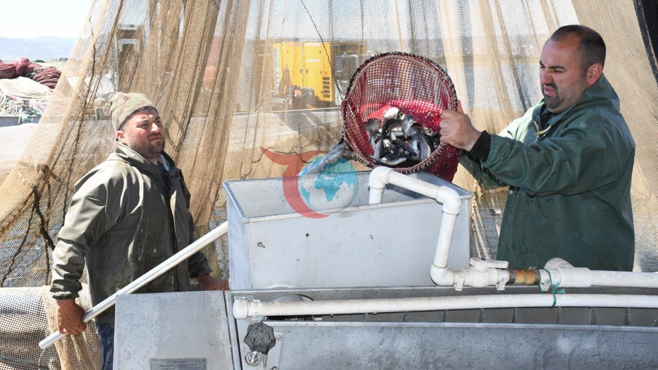 Karadeniz’e rakip çıktı: Bozkırın ortasında yetiştirip Avrupa'ya satıyorlar!