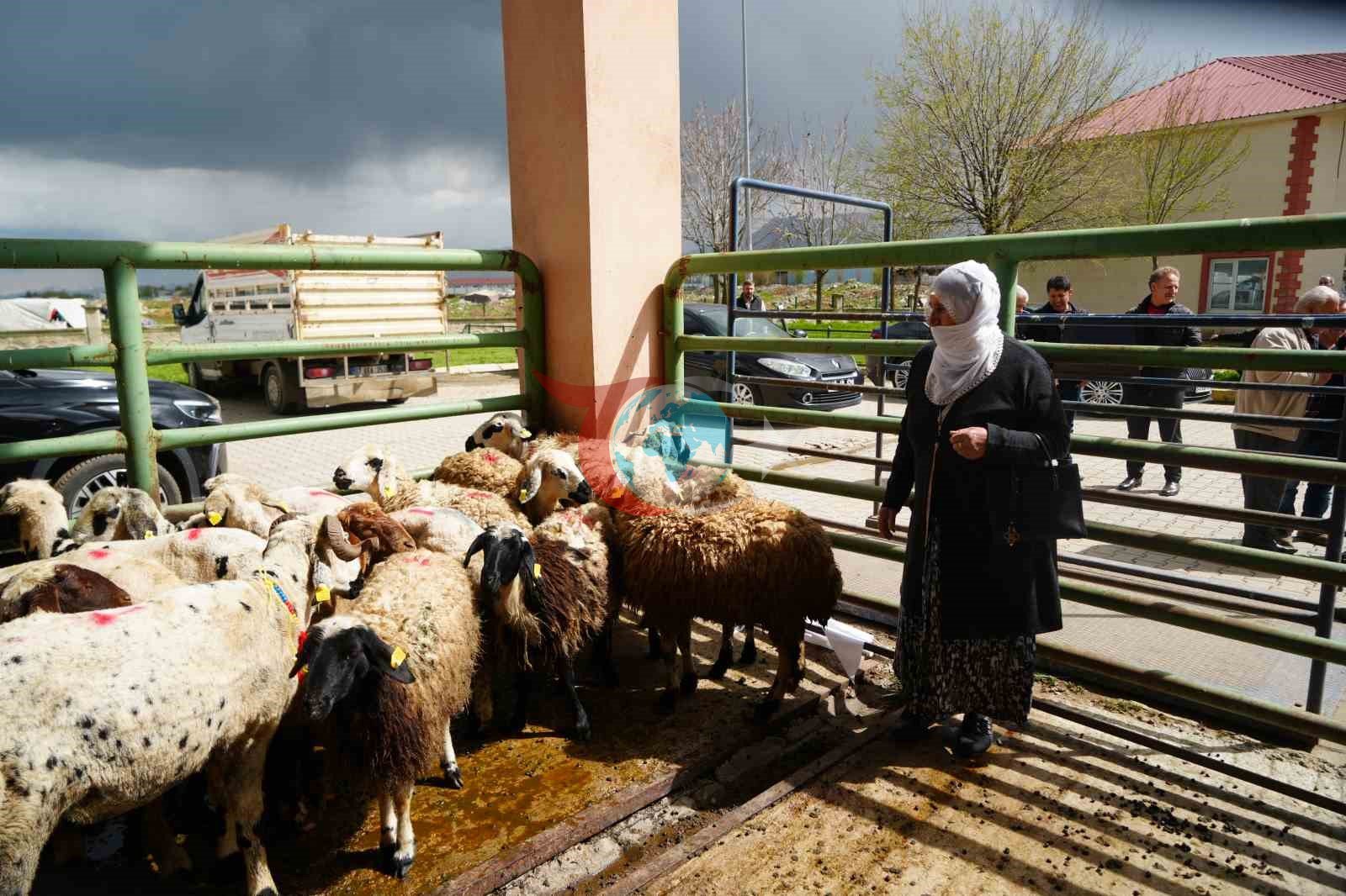 Muş’ta Kadın Çiftçilere 3 Bin Küçükbaş Hayvan Desteği Sağlanıyor