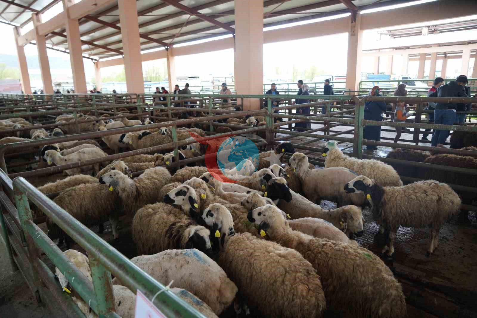 Kadın üreticilere 3 bin küçükbaş hayvan desteği