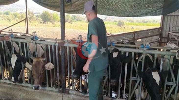 Aydın’da Şap Hastalığı Alarmı: 17 Mahallede Karantina!