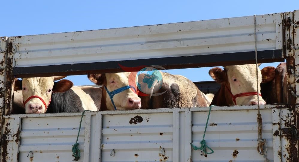 Bayburt'ta Kurbanlık Taşıma Kurallarına Dikkat Edilmeli