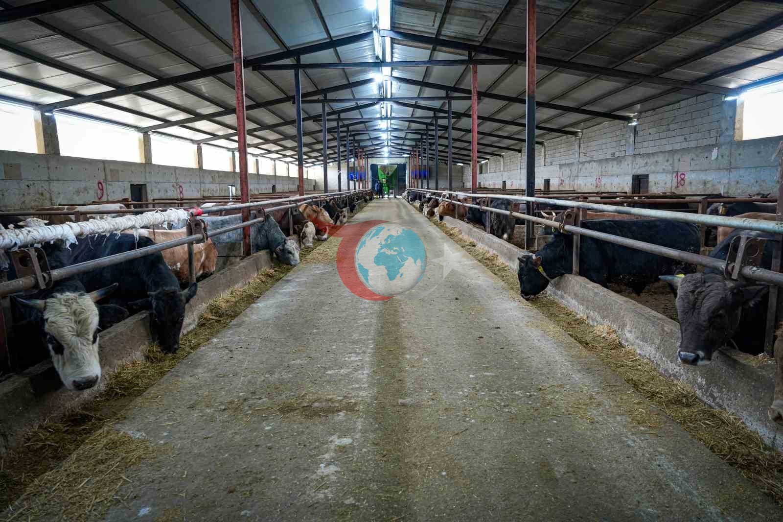 Ankaralı besici kurbanlık hayvanlarına saz çalıp, türkü söylüyor