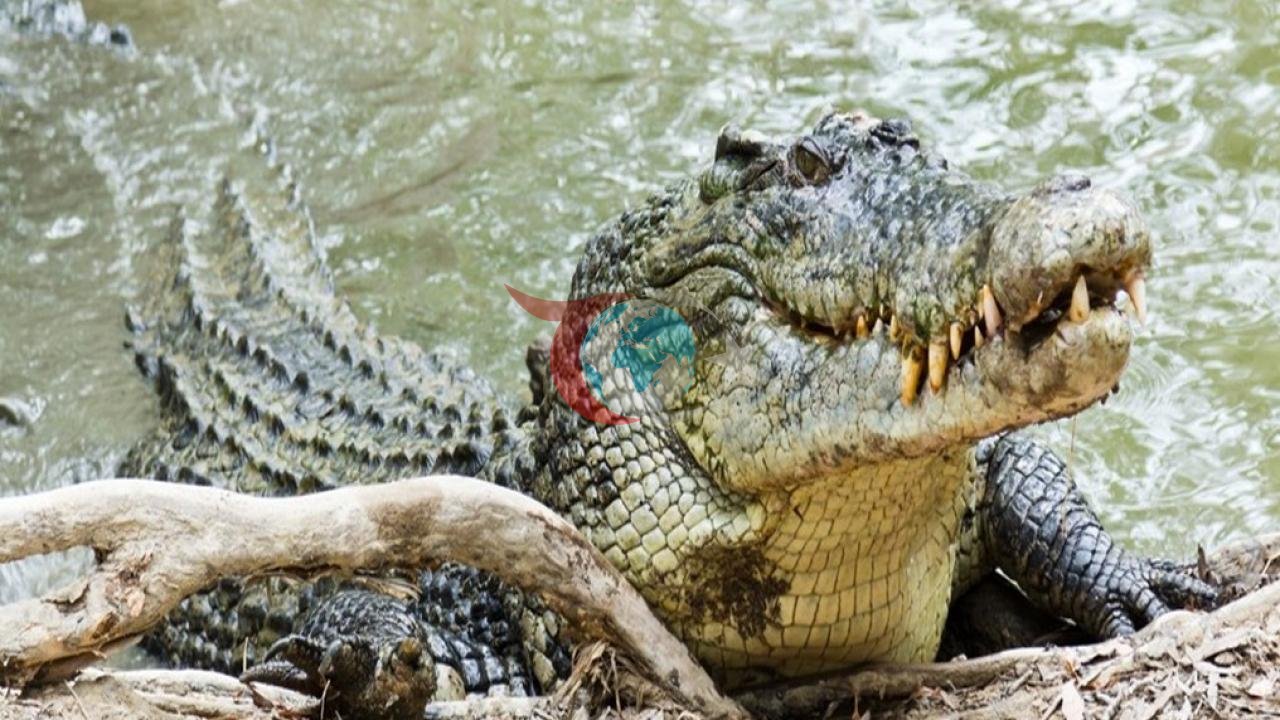 Sel Felaketinde Şüpheli Dev Timsah: Kayıp İş Adamının İzinde