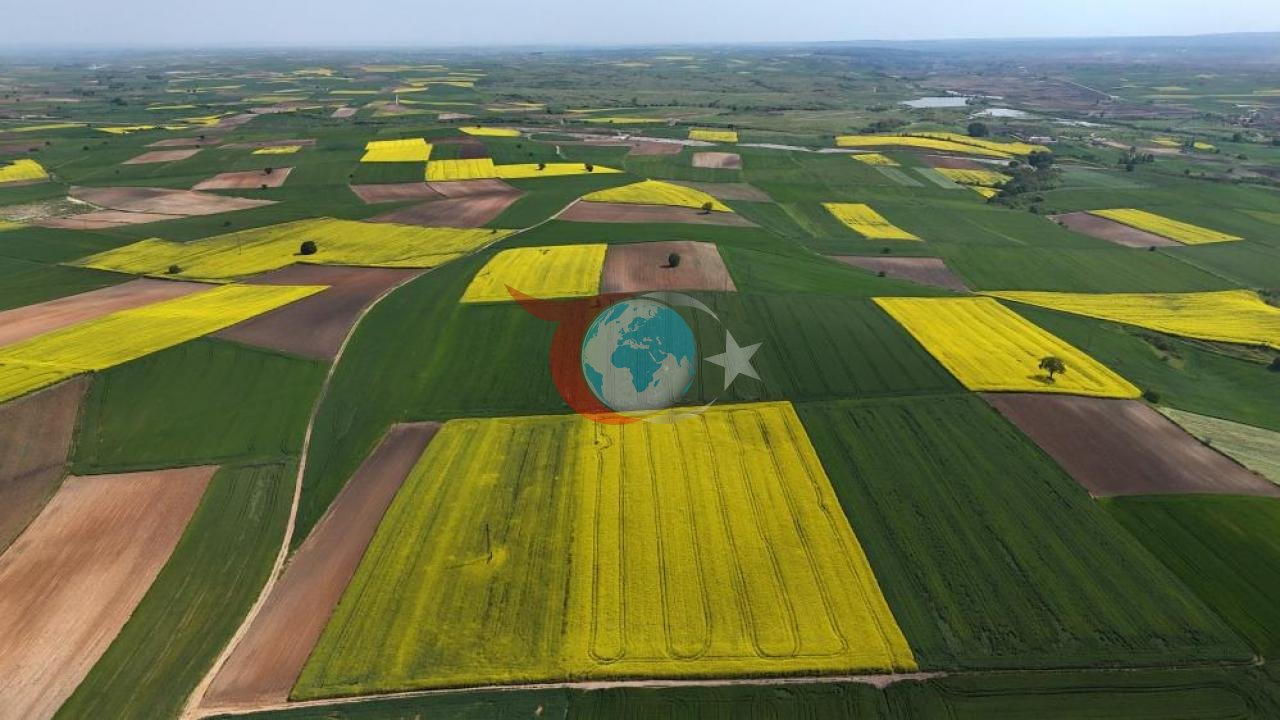 Edirne'nin Kanola Tarlaları Sarı Renkte Parlıyor