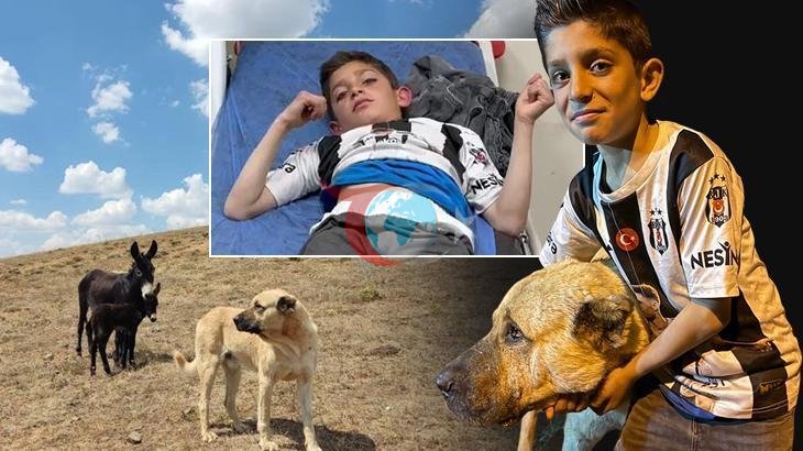 Kangal Köpeği Kral, 10 Yaşındaki Çocuğu Ayıların Elinden Kurtardı