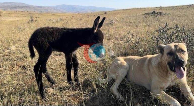 Köyün kahramanı: Kral olmasaydı, ayılar beni yiyecekti