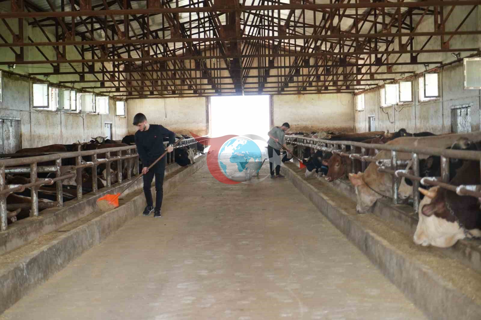 Muş'tan Batı İllerine 50 Bin Kurbanlık Hayvanın Yolculuğu Başlıyor