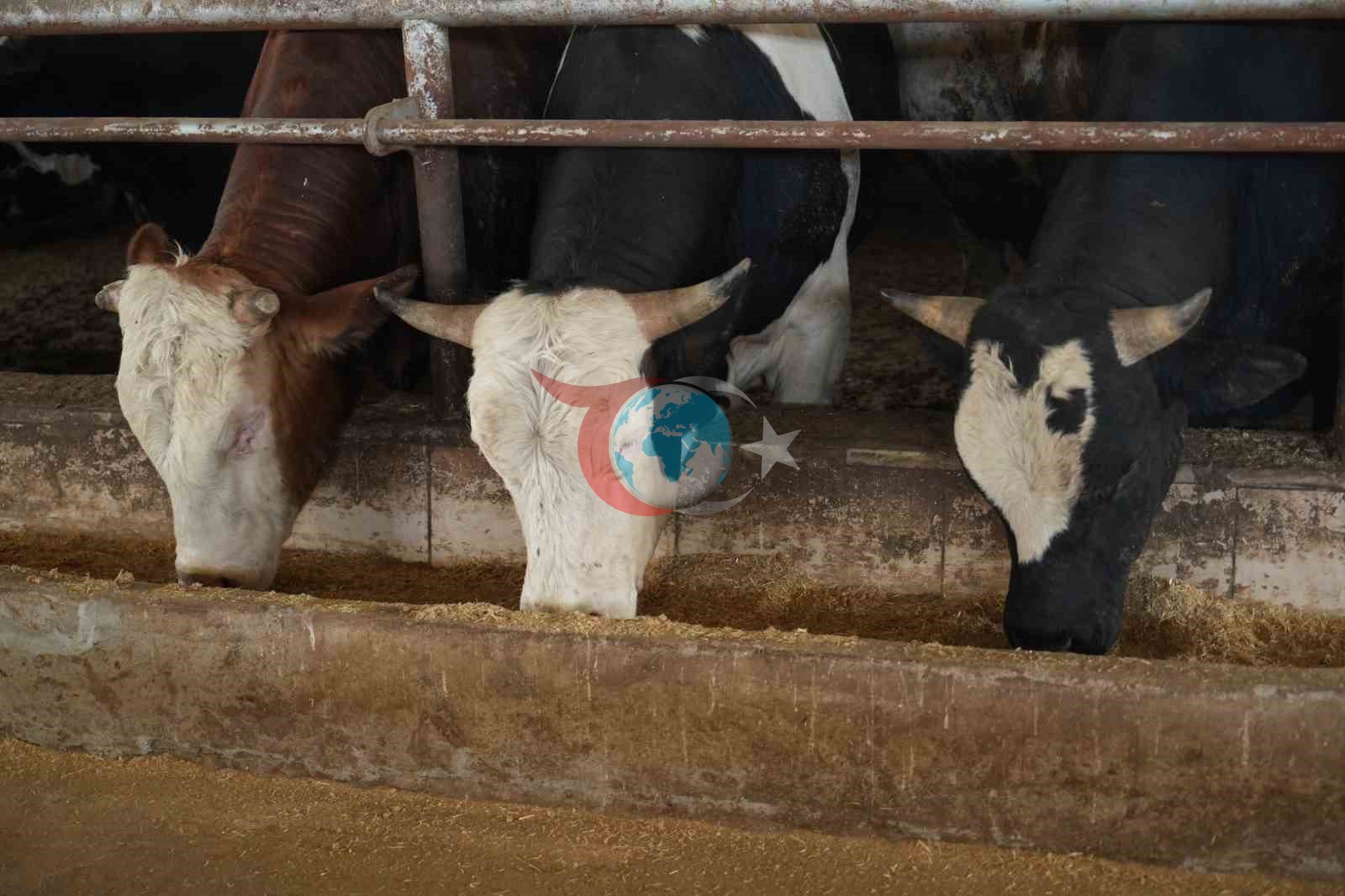 Muş&rsquo;tan batı illerine 50 bin kurbanlık hayvan sevk edilecek
