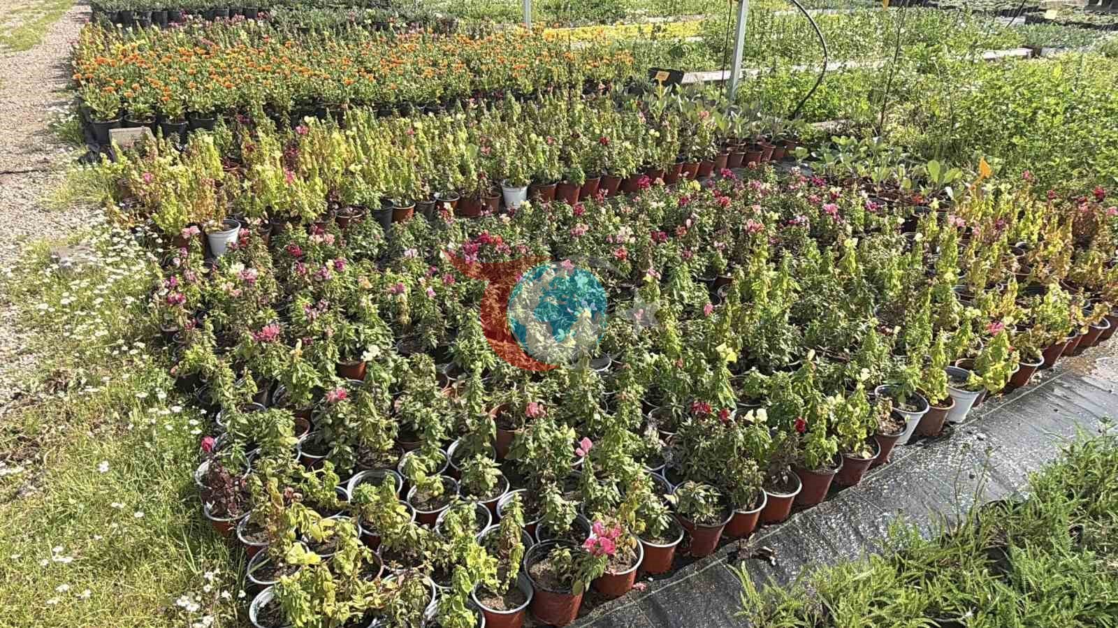 İklim değişikliği ve kuraklık nedeniyle su tasarruflu peyzaj dönemi
