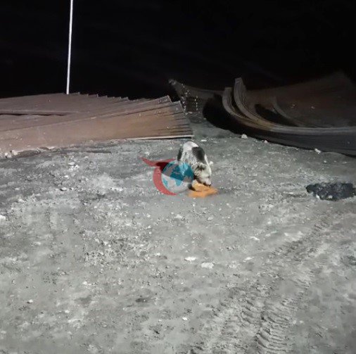 Bayburt'ta Köpeklerin Peşine Düştüğü Ayı, Yemeğinden Vazgeçmedi