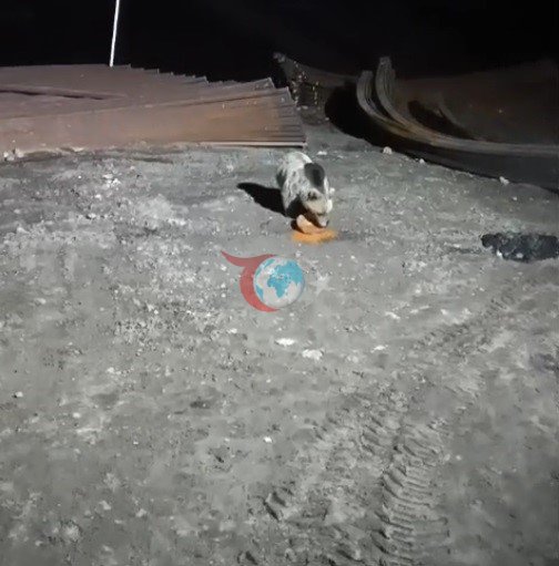 Bayburt&rsquo;ta köpeklerin kovaladığı ayı yemeğini bırakmadı