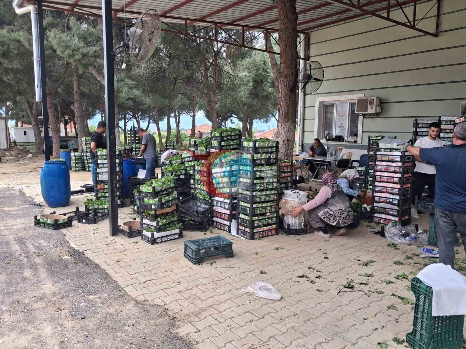 Taze Yaprak Üretimi Sarıgöl'de Ekonomiyi Canlandırıyor