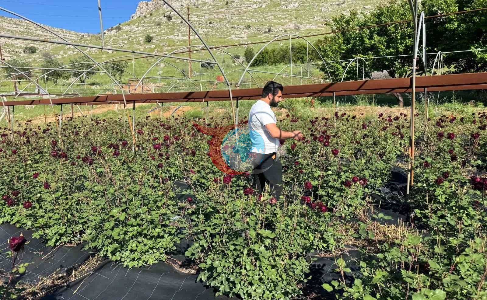 Karagül hasadı başladı