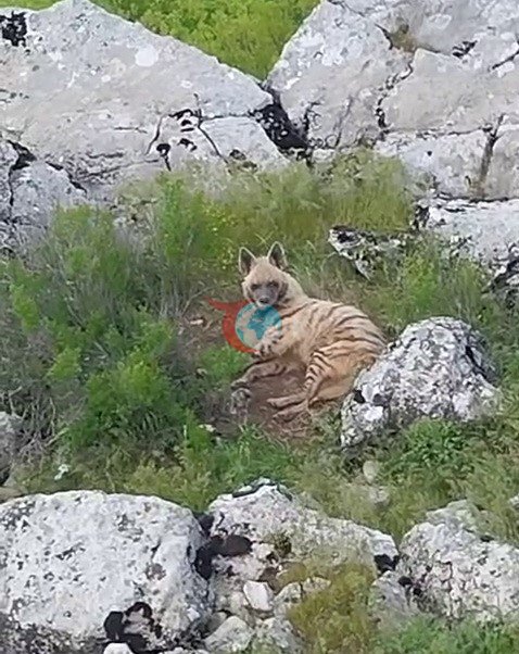 Adıyaman'da Nadir Çizgili Sırtlan Görüntülendi