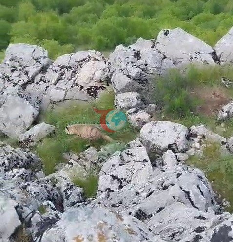 Gölbaşı ilçesinde nesli tükenmekte olan sırtlan görüldü