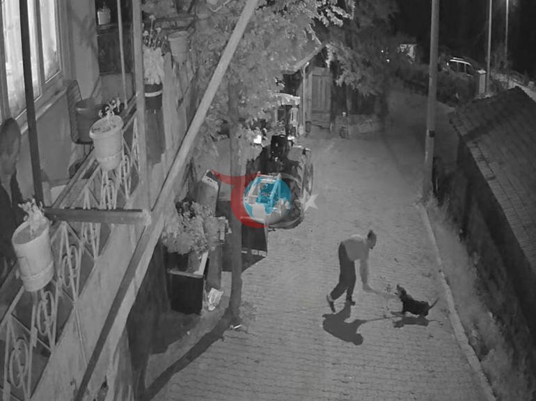 Tasmalı köpeğe vahşet Demir çubukla öldürüp sürükledi: Tutuklandı