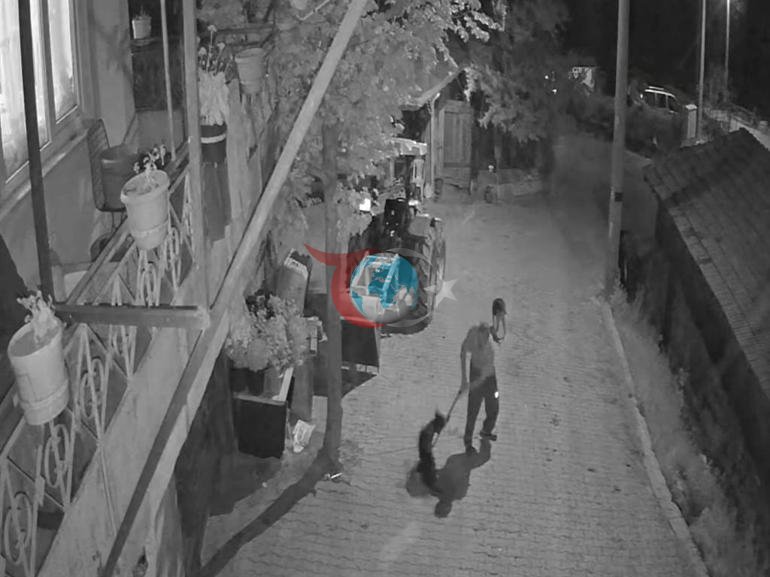 Tasmalı köpeğe vahşet Demir çubukla öldürüp sürükledi: Tutuklandı