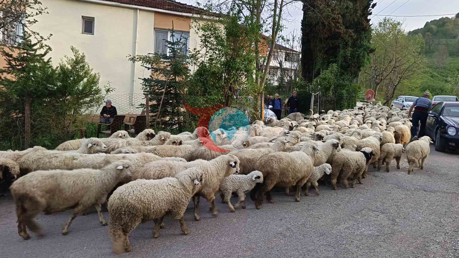 Ordu Yaylalarında Koyun Sürülerinin Renkli Göçü Başladı