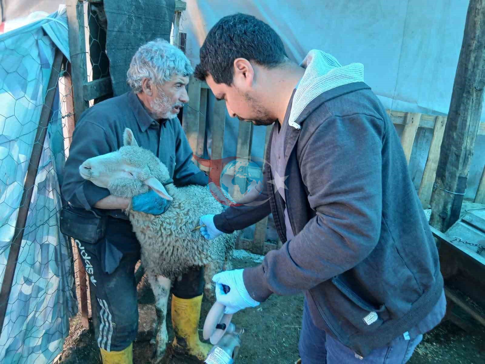 Emet'te Küçükbaş Hayvanlara Aşılama ve Kimliklendirme Hamlesi