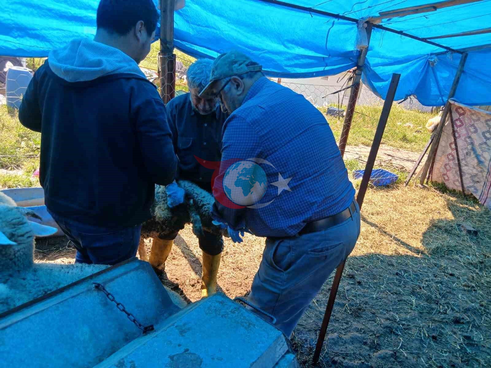 Эметте майда мүйүздүү малды эмдөө жана идентификациялоо иштери жүрүп жатат.