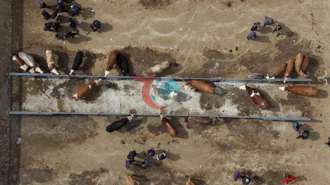 Çorum Heyvan Bazarında Qurban Bayramı ərəfəsində gərgin fəaliyyət.