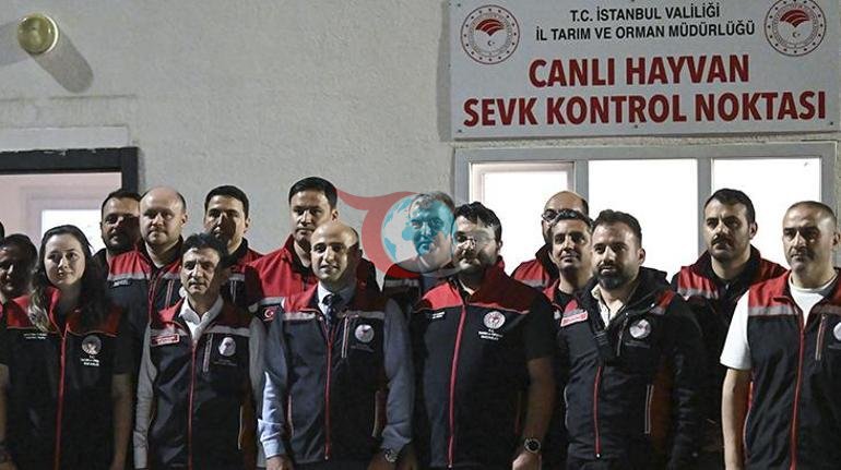 İstanbula kurban sevkiyatı başladı İşte kurbanlık seçerken dikkat etmeniz gerekenler