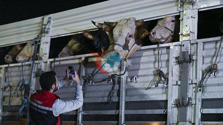 İstanbula kurban sevkiyatı başladı İşte kurbanlık seçerken dikkat etmeniz gerekenler