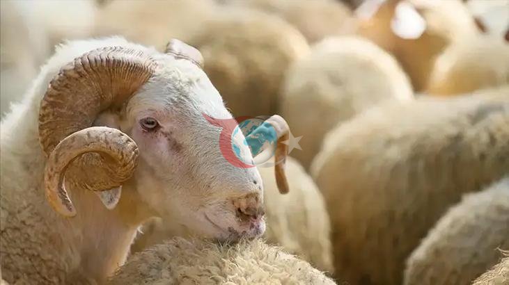 Kurbanlık Alırken Dikkat Edilmesi Gerekenler: Küpe Kontrolü Önemli